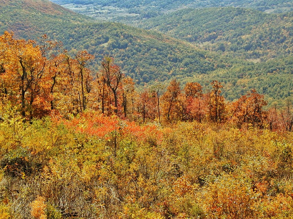 A mix of fiery red and lush green trees at the dawn of autumn in Shenandoah Valley.