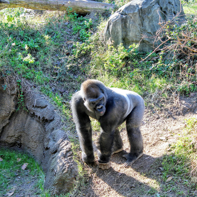 Best Zoos in the USA Passport to Eden's US Zoo Guide