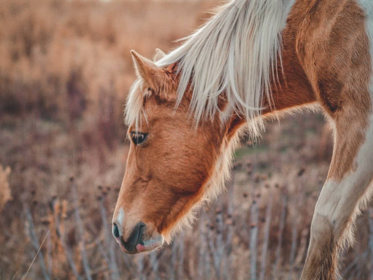 photo of the head of a Chincoteague Pony on Assateague Island