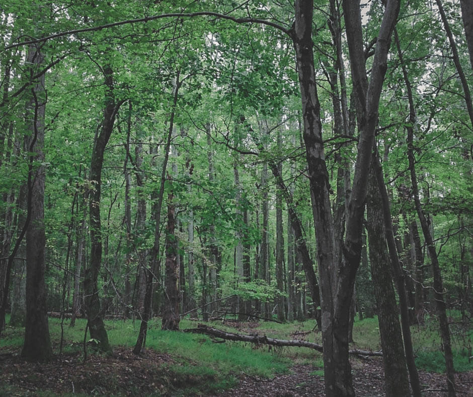 Mason Neck State Park deep in the woods