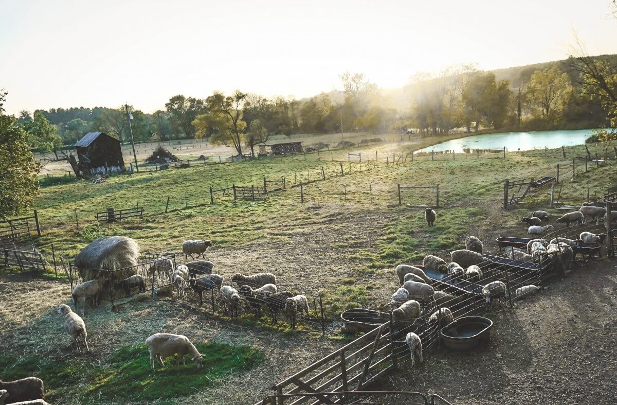 picture of sheep grazing in a pasture in Waterford, one of the most bucolic small towns in Virginia