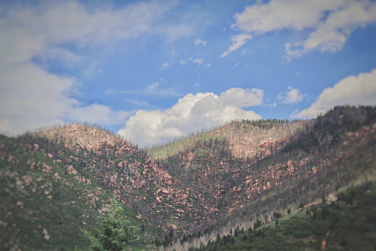 View of tall thin trees grazing a mountain while waiting to drive Pikes Peak