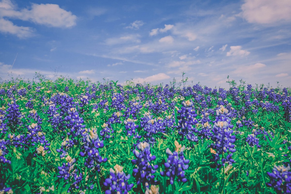 bluebonnets in Austin in spring