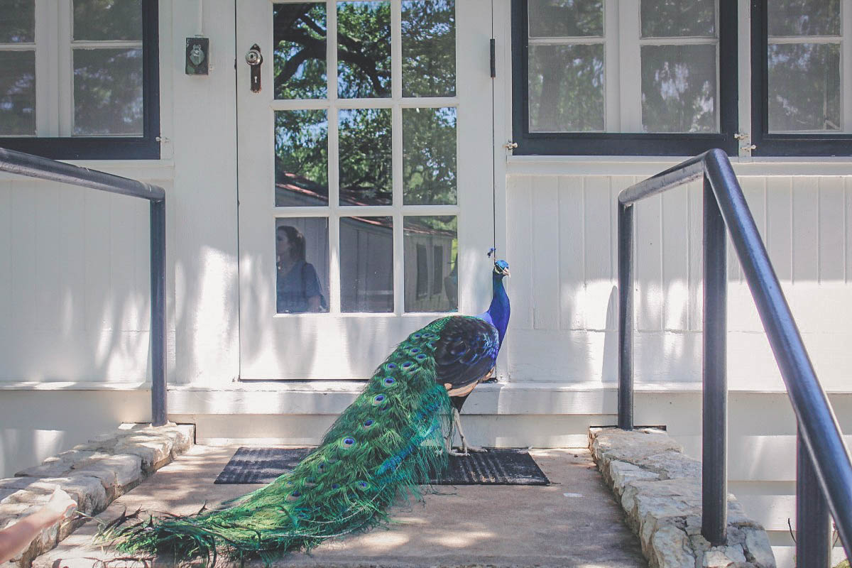 Peacock in front of small cottage at Mayfield Park