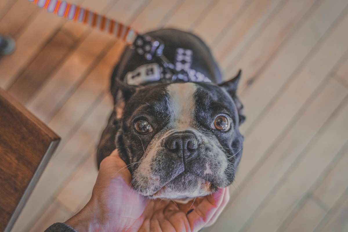 dog in a cafe in Omaha