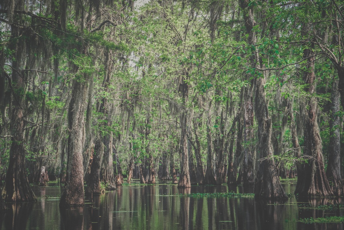 Things to do in East Texas: Louisiana bayou that looks similar (ish) to Caddo Lake