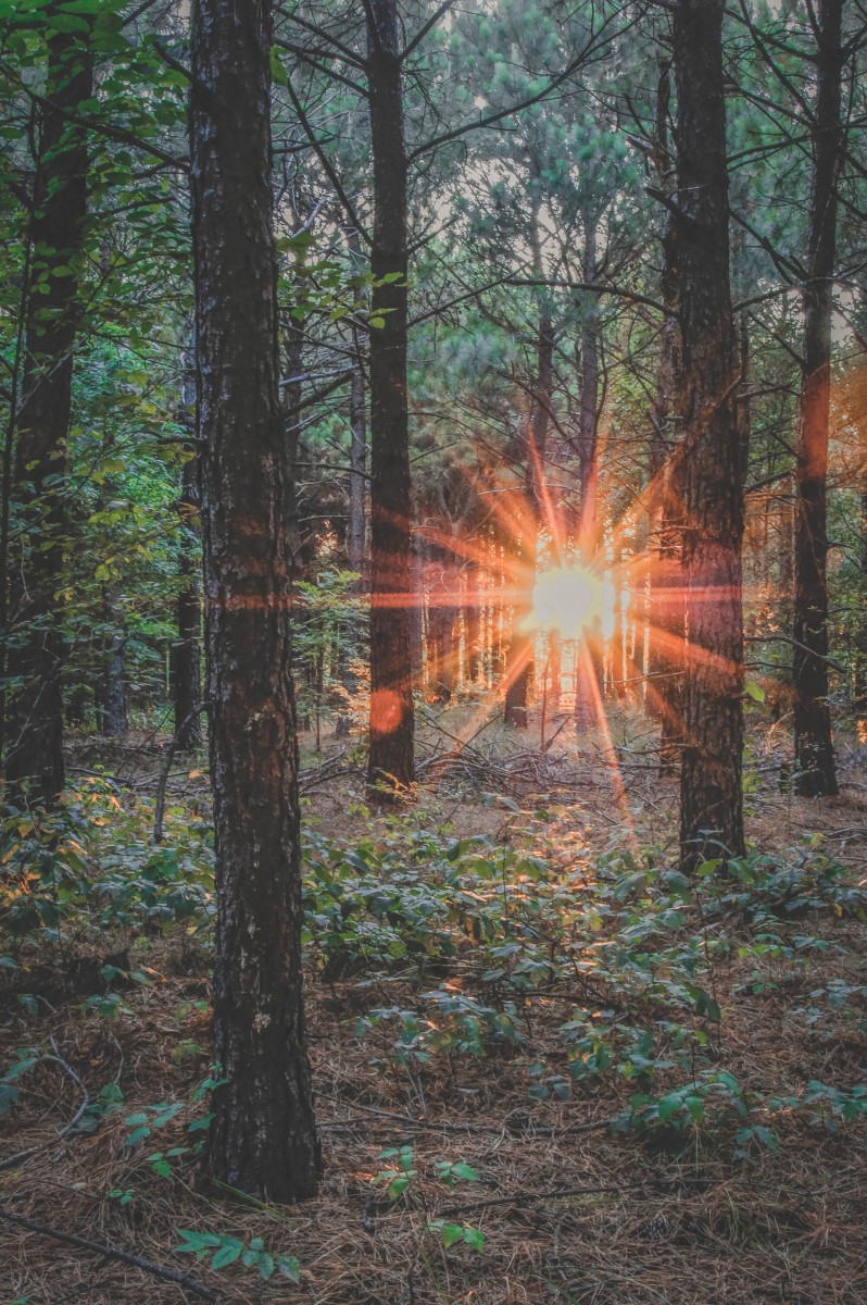 Things to do in East Texas: Palestine woods