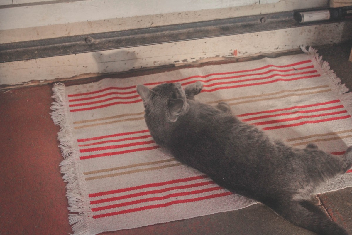 gray cat on a mat