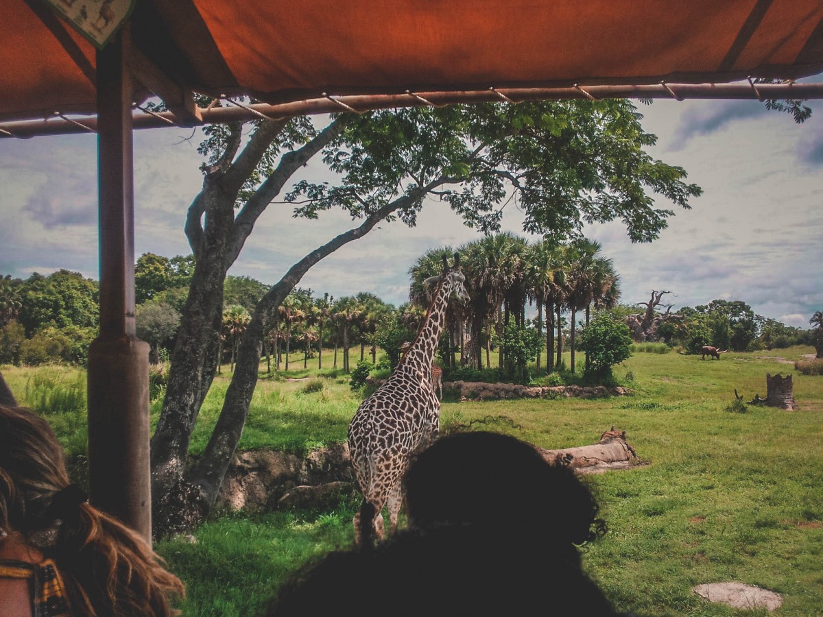 Giraffe seen from Kilimanjaro Safari, where to start your one day in Animal Kingdom