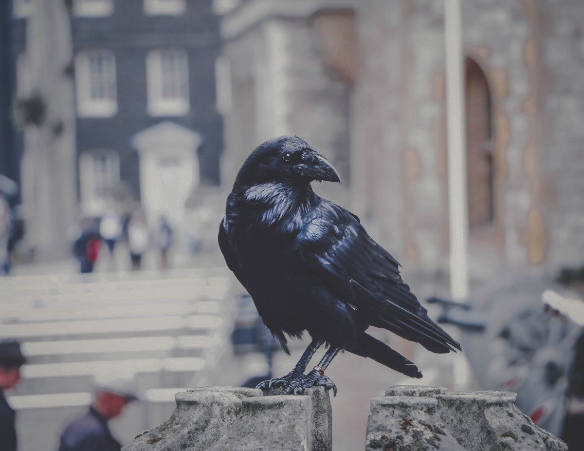 40 Six Of Crows Quotes From The Grishaverse - Passport To Eden