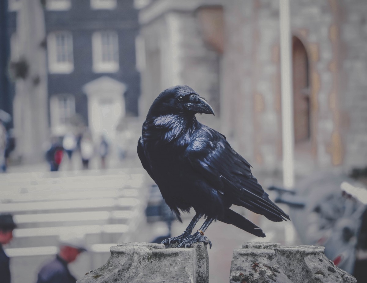 40 Six Of Crows Quotes From The Grishaverse - Passport To Eden 40 Six Of Crows Quotes From The Grishaverse - Passport To Eden