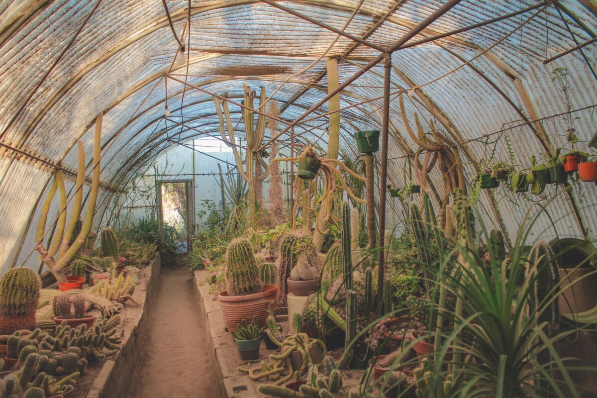 Things to do in Palm Springs: Moorten Botanical Garden