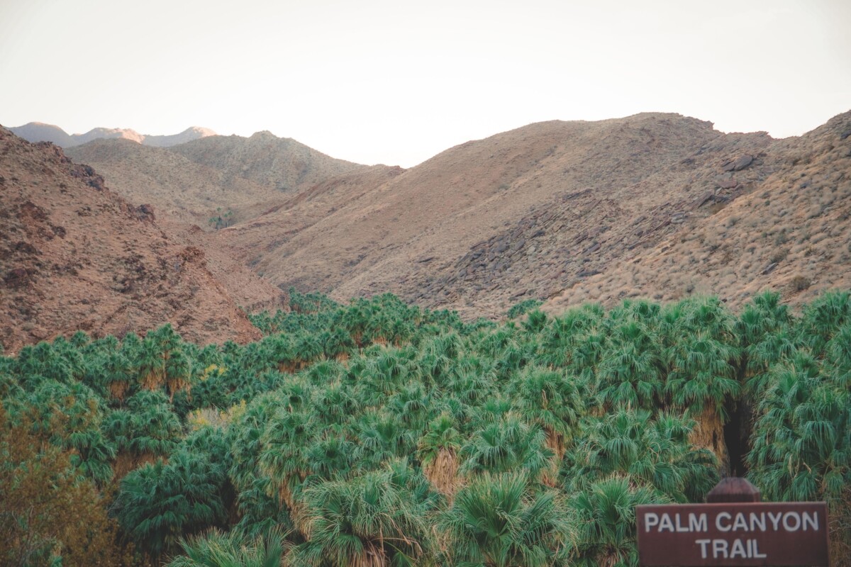Palm Springs Attractions: Palm Canyon