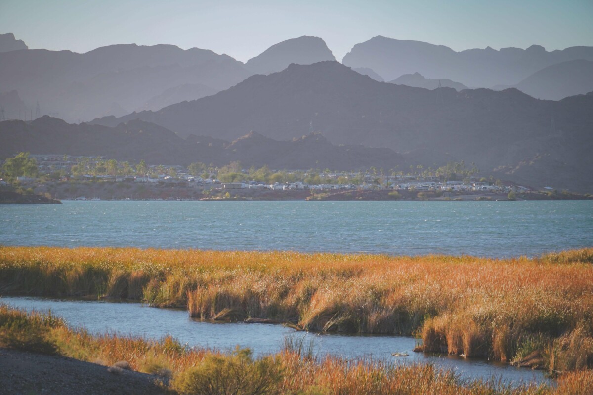 things to do near Lake Havasu: Bill Williams Wildlife Refuge