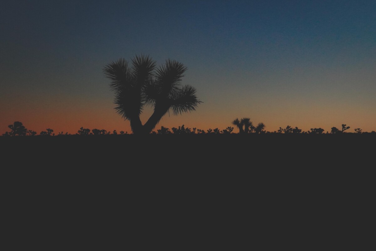 silhouettes of Joshua Trees after dark