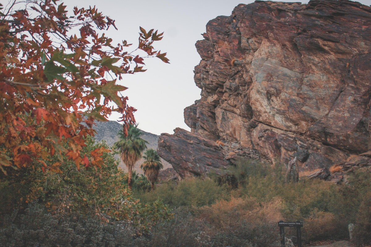 real life pride rock