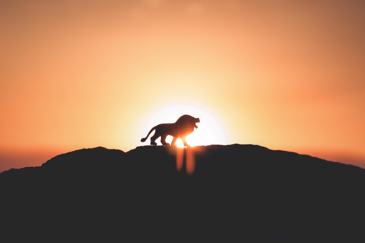 Real Life Pride Rock The Lion King Image