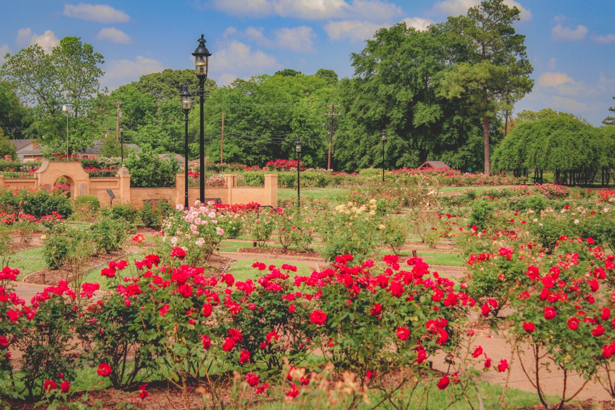 flower filled rose garden against the backdrop of green trees and a blue sky (two lamp posts can also beeseen)