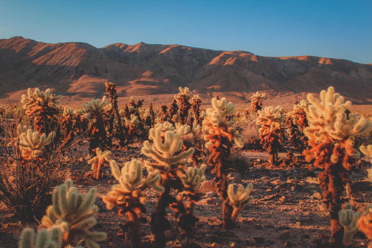 cholla cactus garden Joshua Tree sunrise field of cholla backdropped by slopes