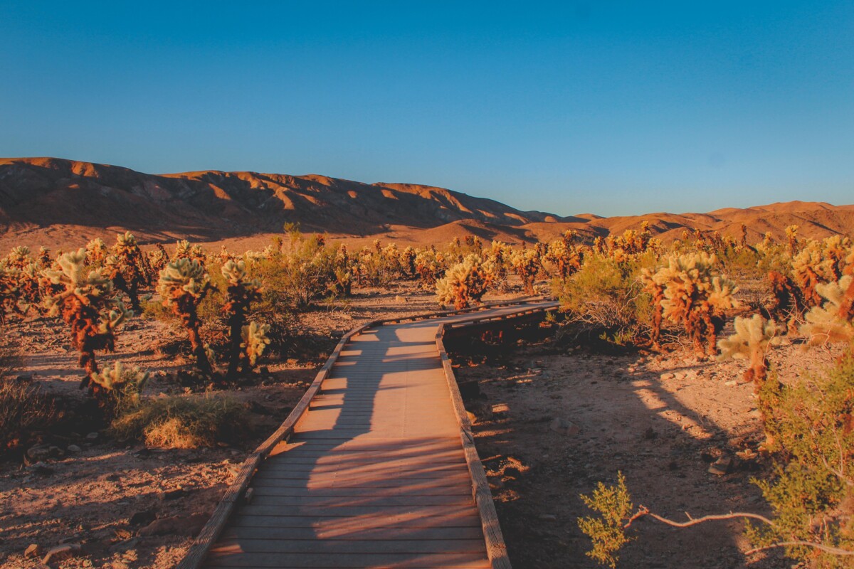 Cholla Cactus Garden trail boardwalk area