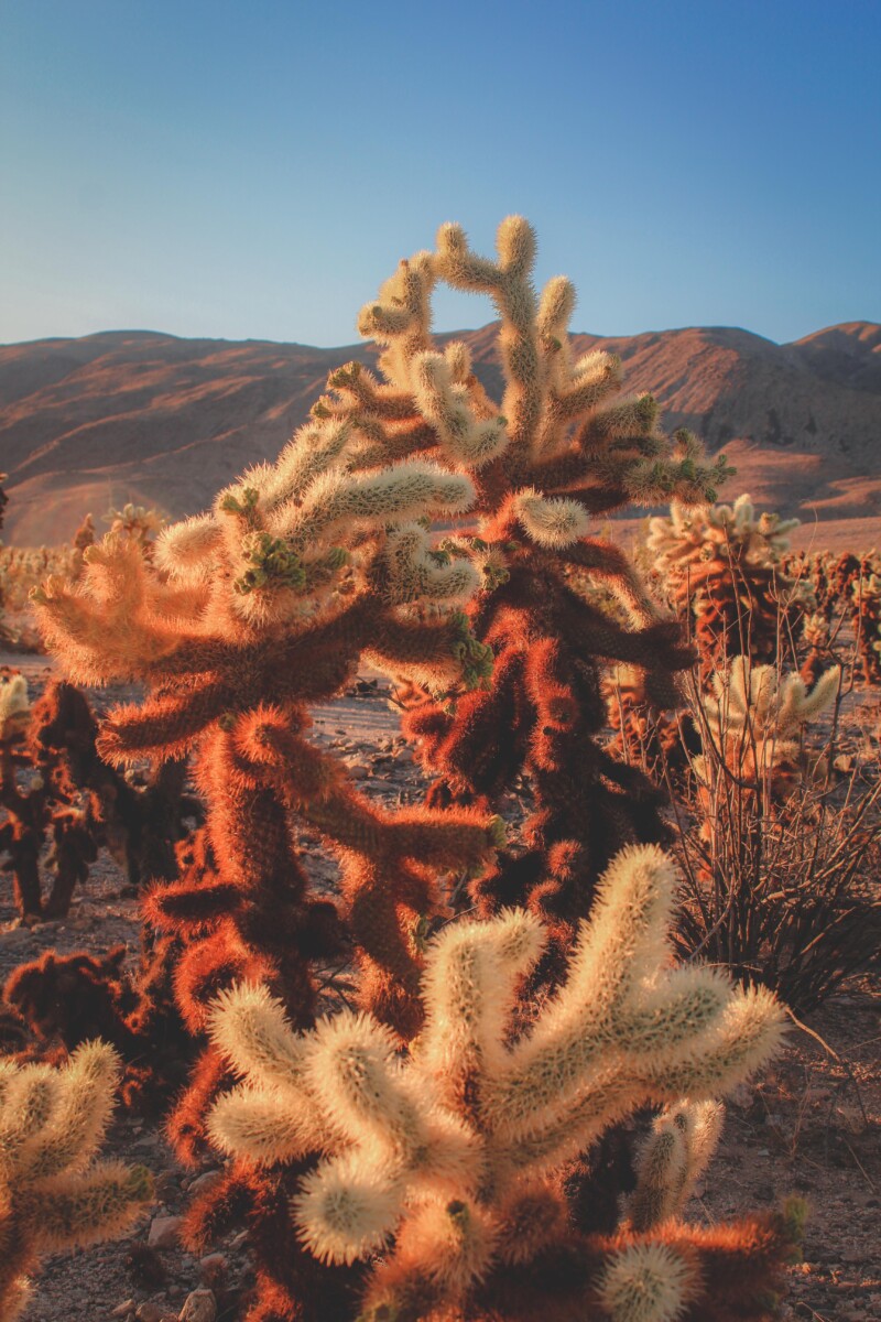 balayage Cholla Cactus with up close of the thorns