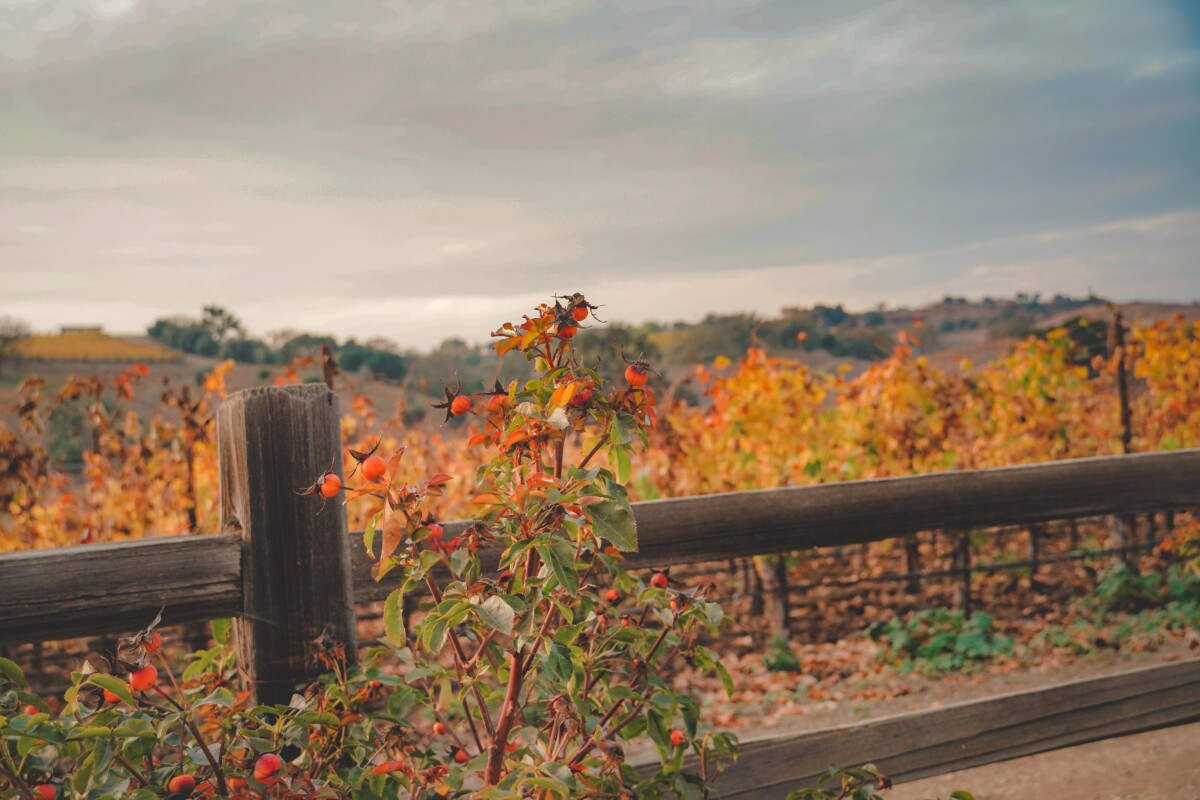 Santa Barbara County vineyard